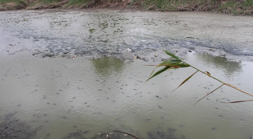 Gölet kurudu; kalan balıklar belli bir noktaya birikti