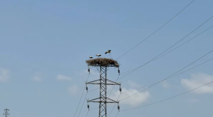 Karabük’te leylek sürüsü ve yuvaları dronla görüntülendi