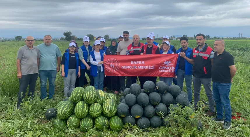 Samsun'da genç gönüllüler tarlada karpuz hasadına destek verdi