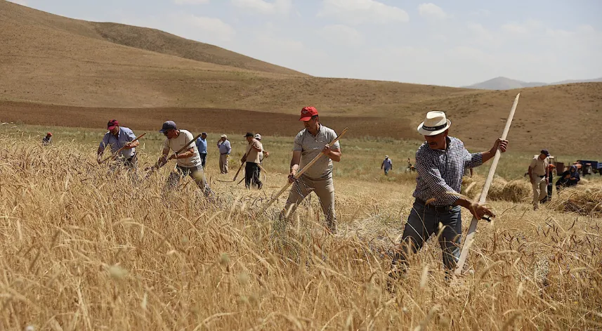 Bayburt'ta asırlık tarım aletleriyle buğday hasadı yapıldı