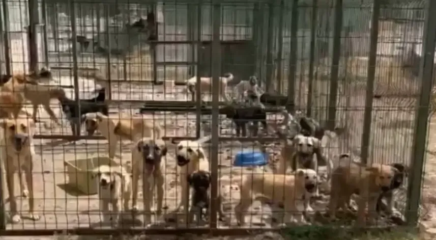 Gümüşhane Valiliği'nden bazı hayvanların açlık ve susuzluktan öldüğü iddialarına ilişkin açıklama