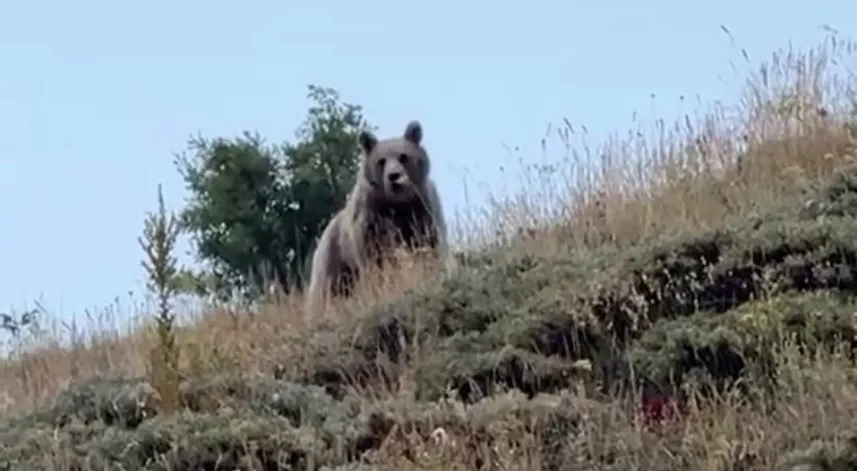 Ayıyı bağırarak kaçırttı