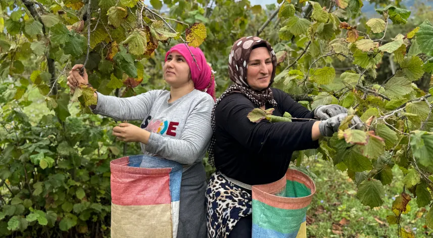 Ordu’da fındık hasadı başladı