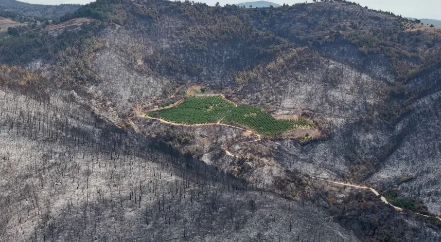 ALJ Türkiye'den 1,4 milyon fidanlık ağaçlandırma seferberliği