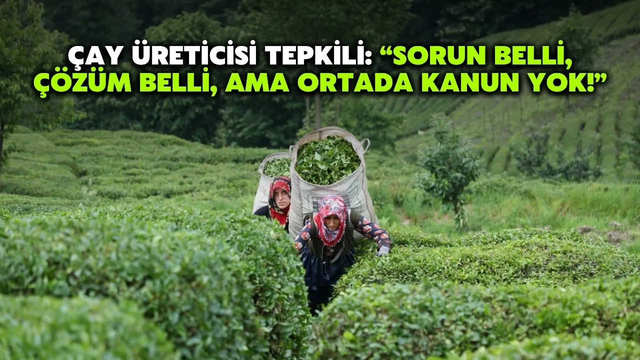 Çay Üreticisi Tepkili: “Sorun Belli, Çözüm Belli, Ama Ortada Kanun Yok!”