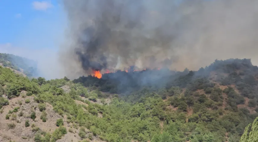 Tokat’ta orman yangını