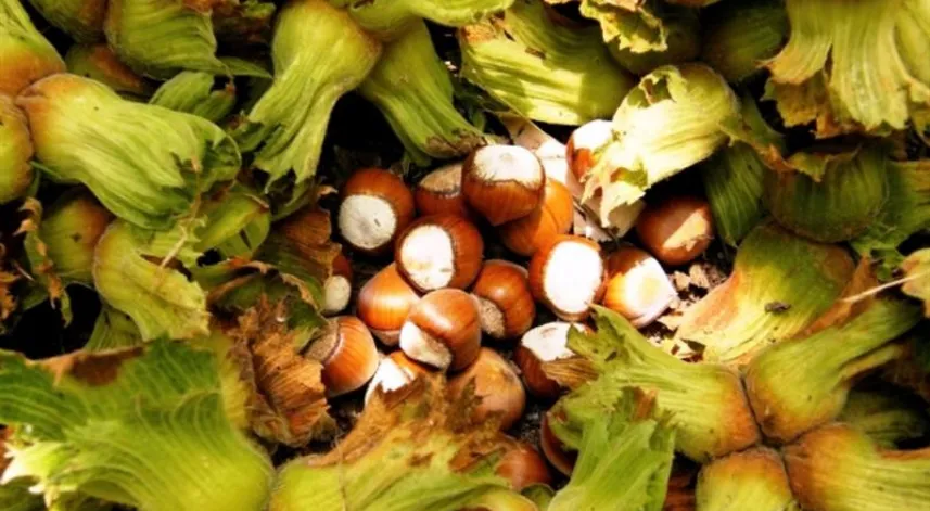 Samsun’da fındık hasadı 9 Ağustos’ta başlıyor