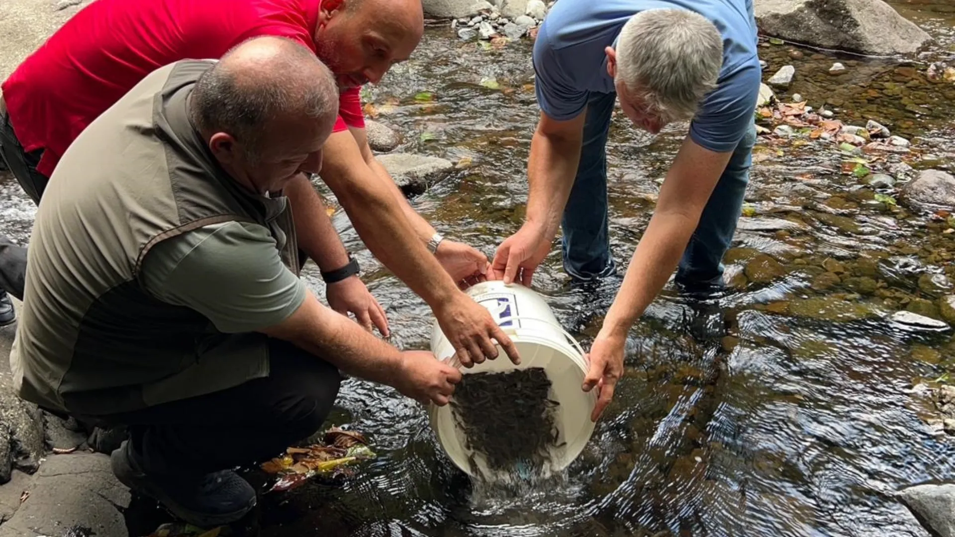Samsun’da doğal alabalıklar derelerle buluştu