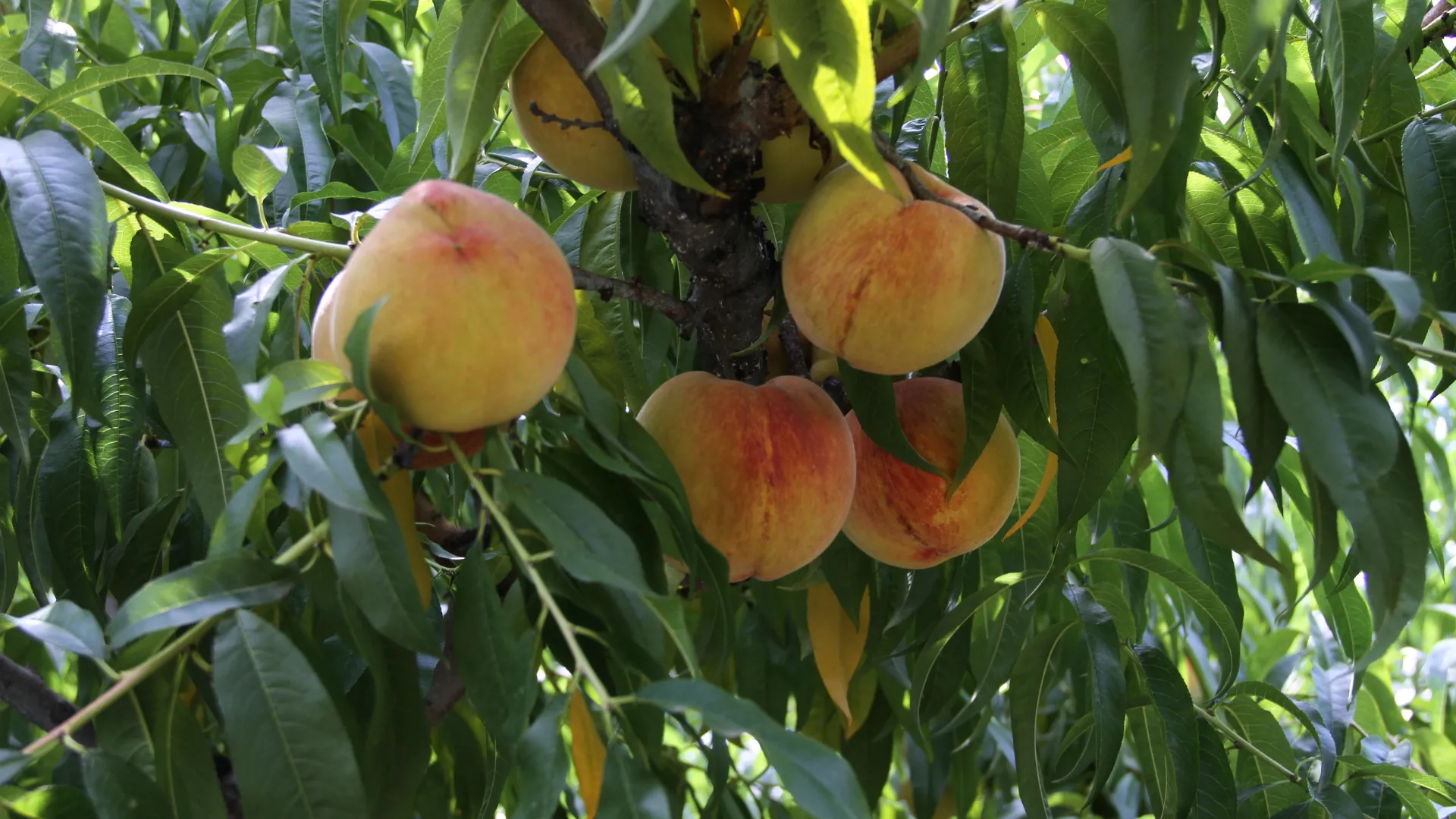 Çarşamba şeftalisinde hasat zamanı