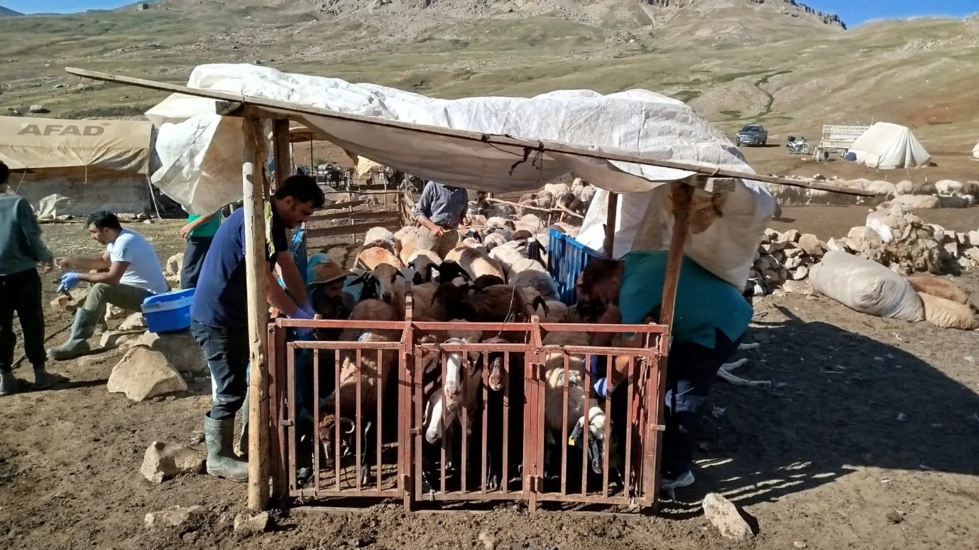 Erzincan’da yayladaki hayvanlara şap aşısı vuruldu