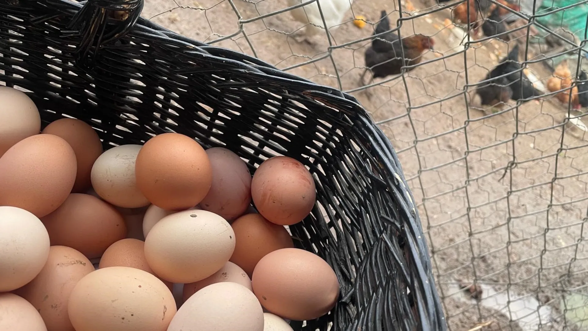 Okulların açılması yumurtayı 