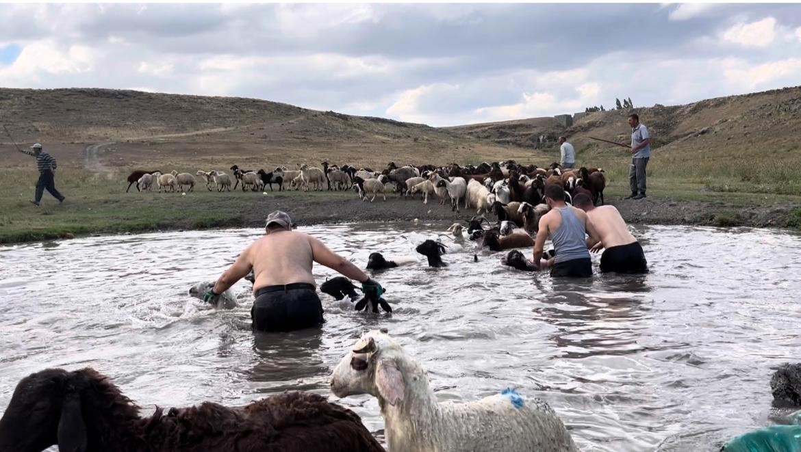 Kars’ta sıcakla mücadele: Sıcaktan etkilenen koyunları derede serinlettiler