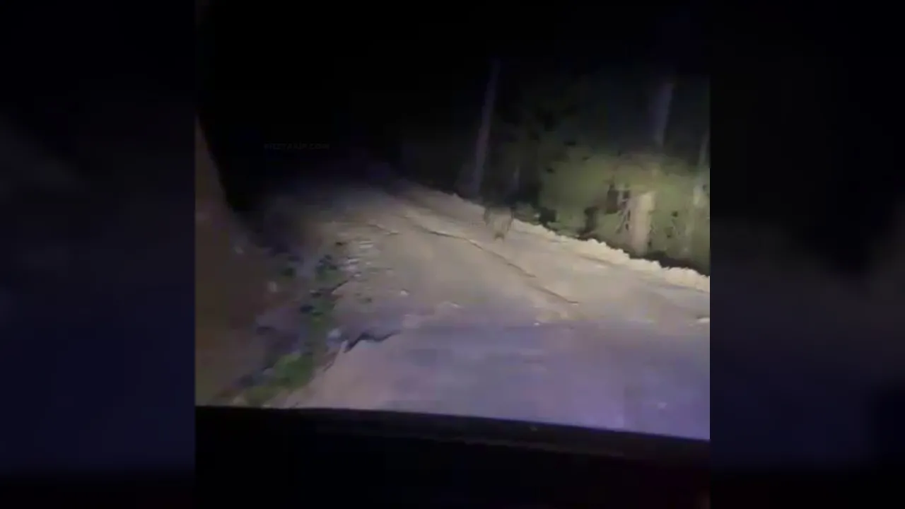 Rize'de Ayı Paniği: Araç ile Ayı Karşı Karşıya Geldi