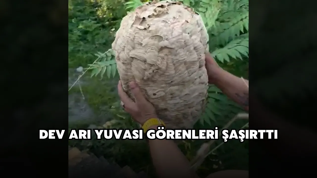 Dev arı yuvası görenleri şaşırttı