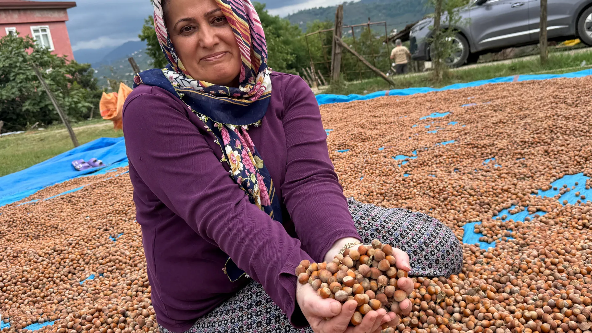 Ordu’da üreticilerin fındık kurutma mesaisi başladı