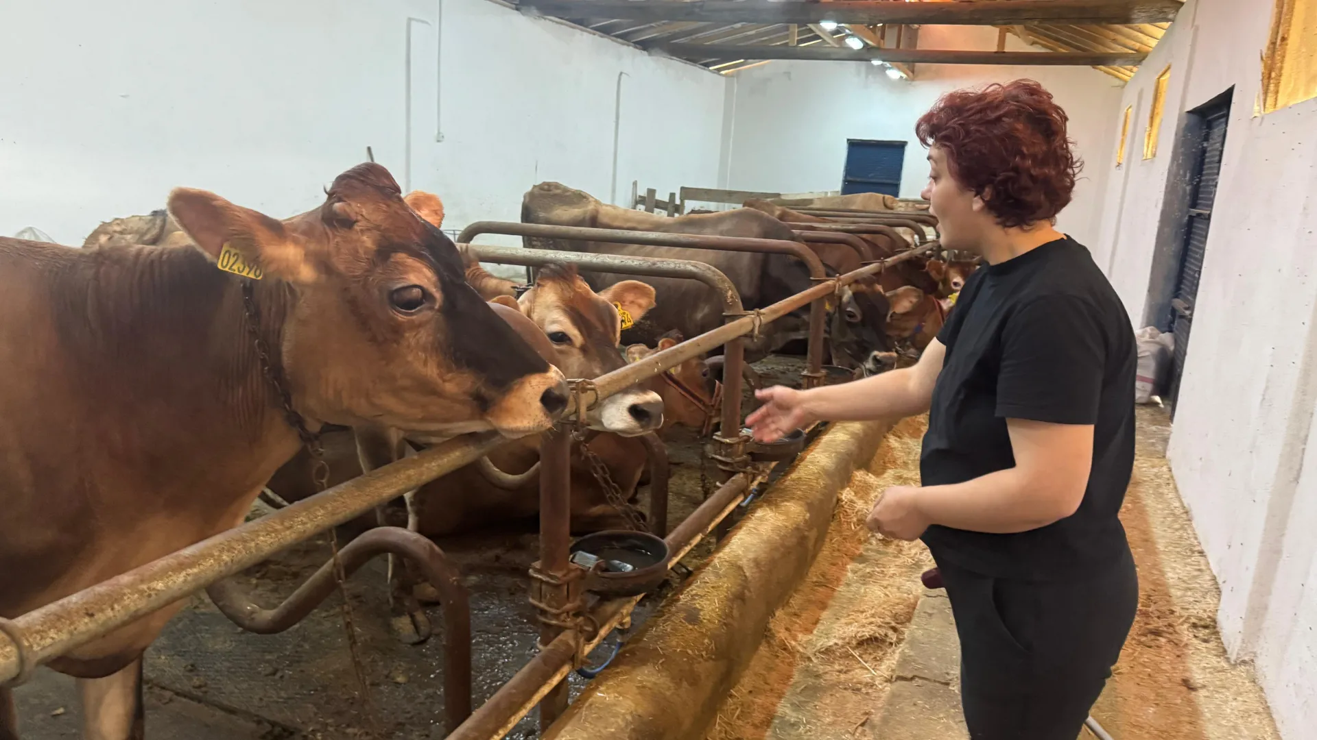 Giresun'da hastalıktan ari üç hayvancılık tesisine destek verildi