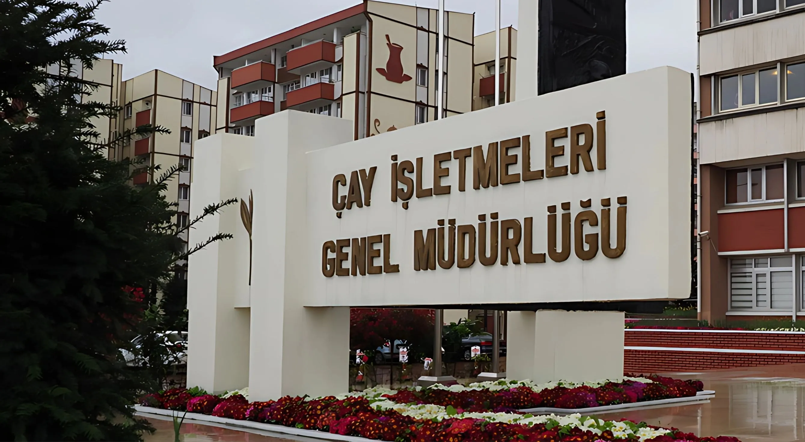 ÇAYKUR, ikinci sürgün yaş çay alımlarını rekorla tamamladı