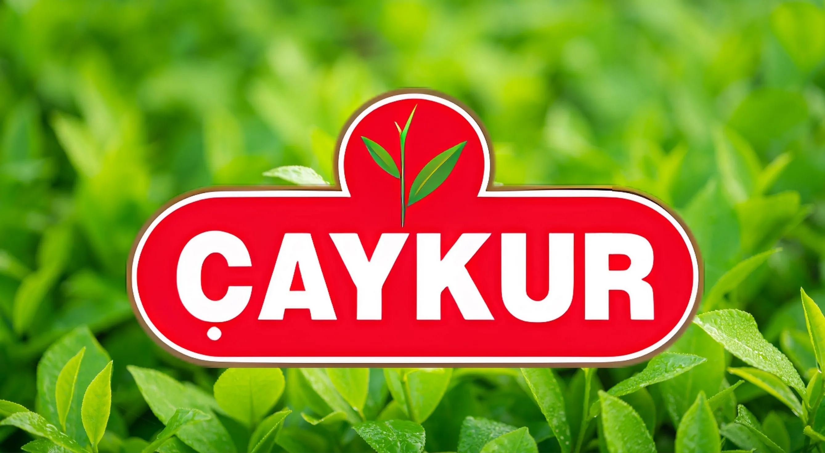 Temmuz ayı çay bedelleri ve organik farkın ilk taksiti hesaplara yatırılıyor