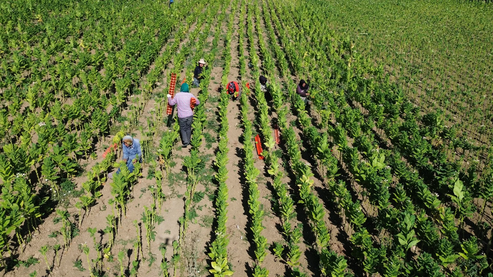 Bafra Ovası'nda tütün hasadı devam ediyor