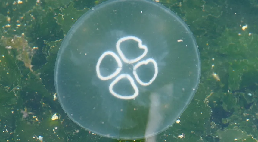 Müsilaj bitti bu kez denizanası kabusu başladı