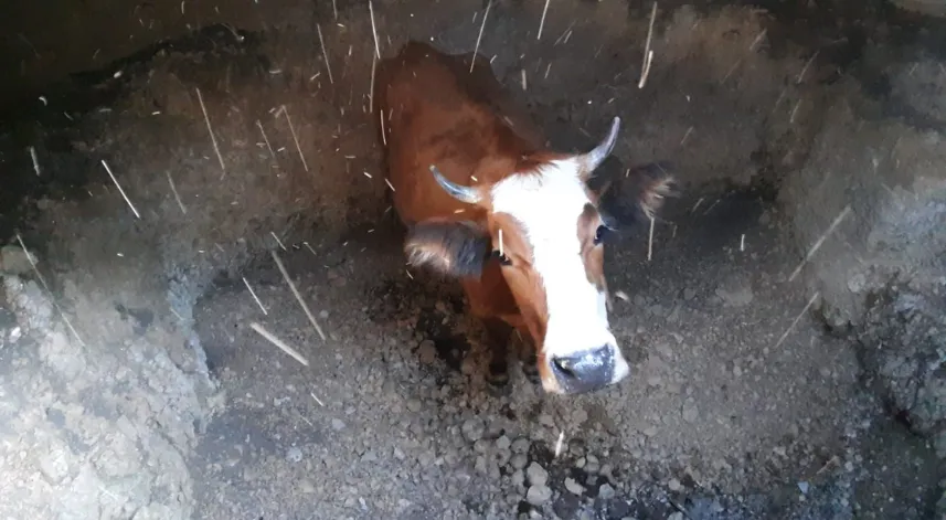 Su kuyusuna düşen inek için kurtarma operasyonu