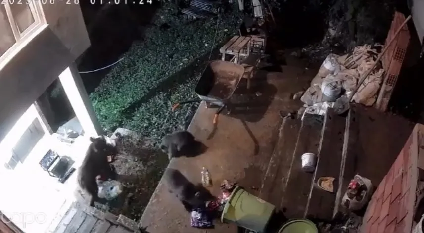 Rize'de yiyecek arayan ayı ve yavruları kamerada