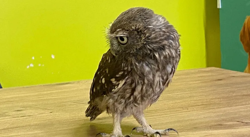 Yuvadan düşüp yaralanan yavru kukumav baykuş tedaviye alındı