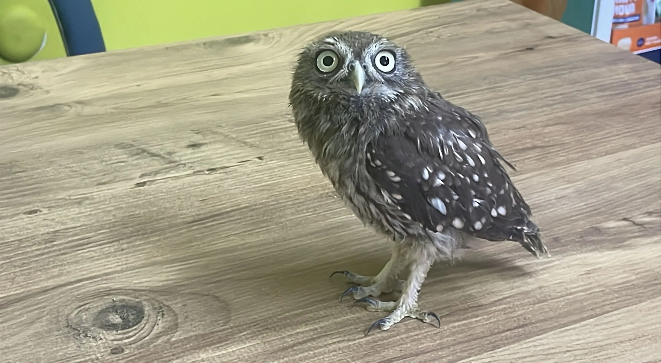 Bolu'da bitkin bulunan baykuş yavrusu koruma altına alındı