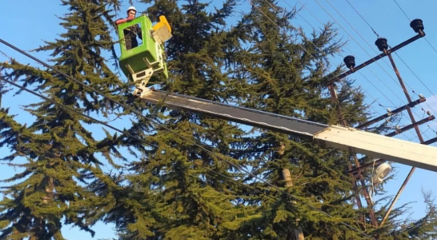 Amasya'da ağaçta mahsur kalan kediyi itfaiye ekipleri kurtardı