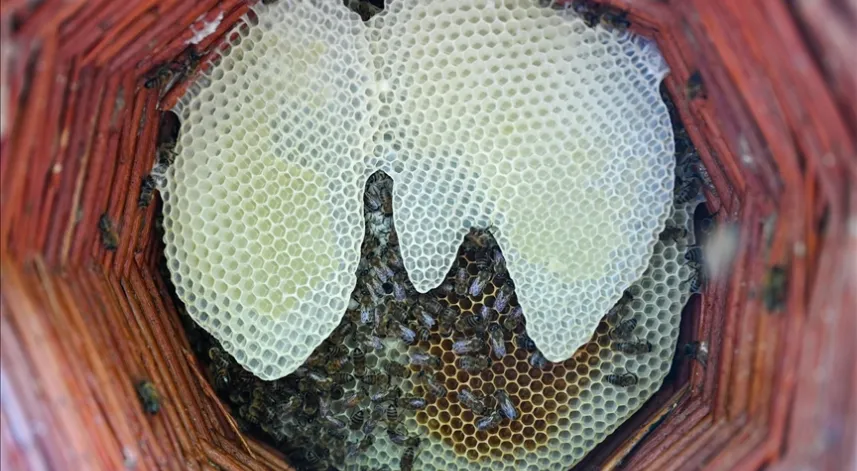  Karakovan bal üreticileri hasada yüksek verimle başladı