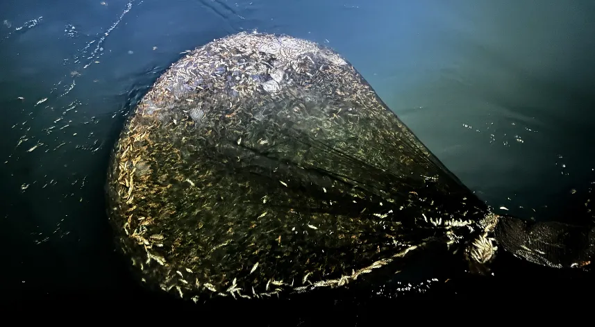 Ordu'da balıkçılar 