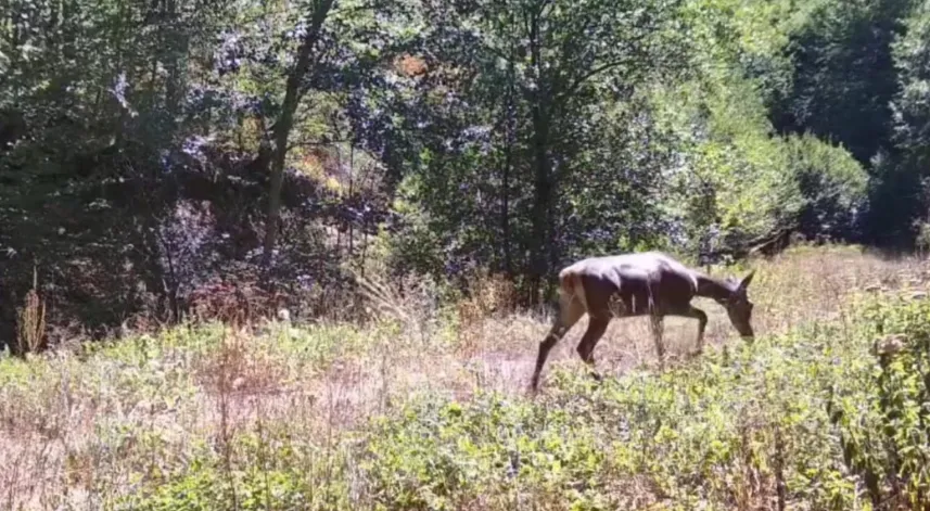 Bolu’da milli parkta kızılgeyik fotokapanla görüntülendi