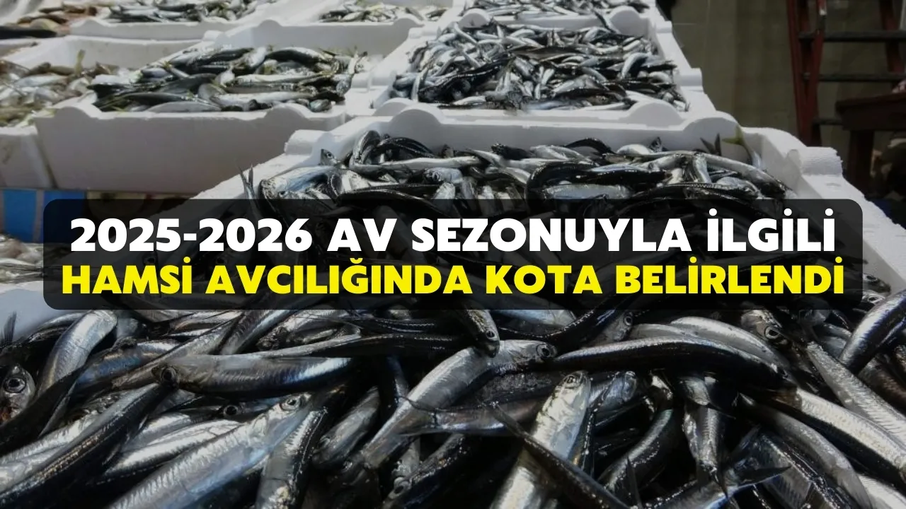 2025-2026 av sezonuyla ilgili hamsi avcılığında kota belirlendi