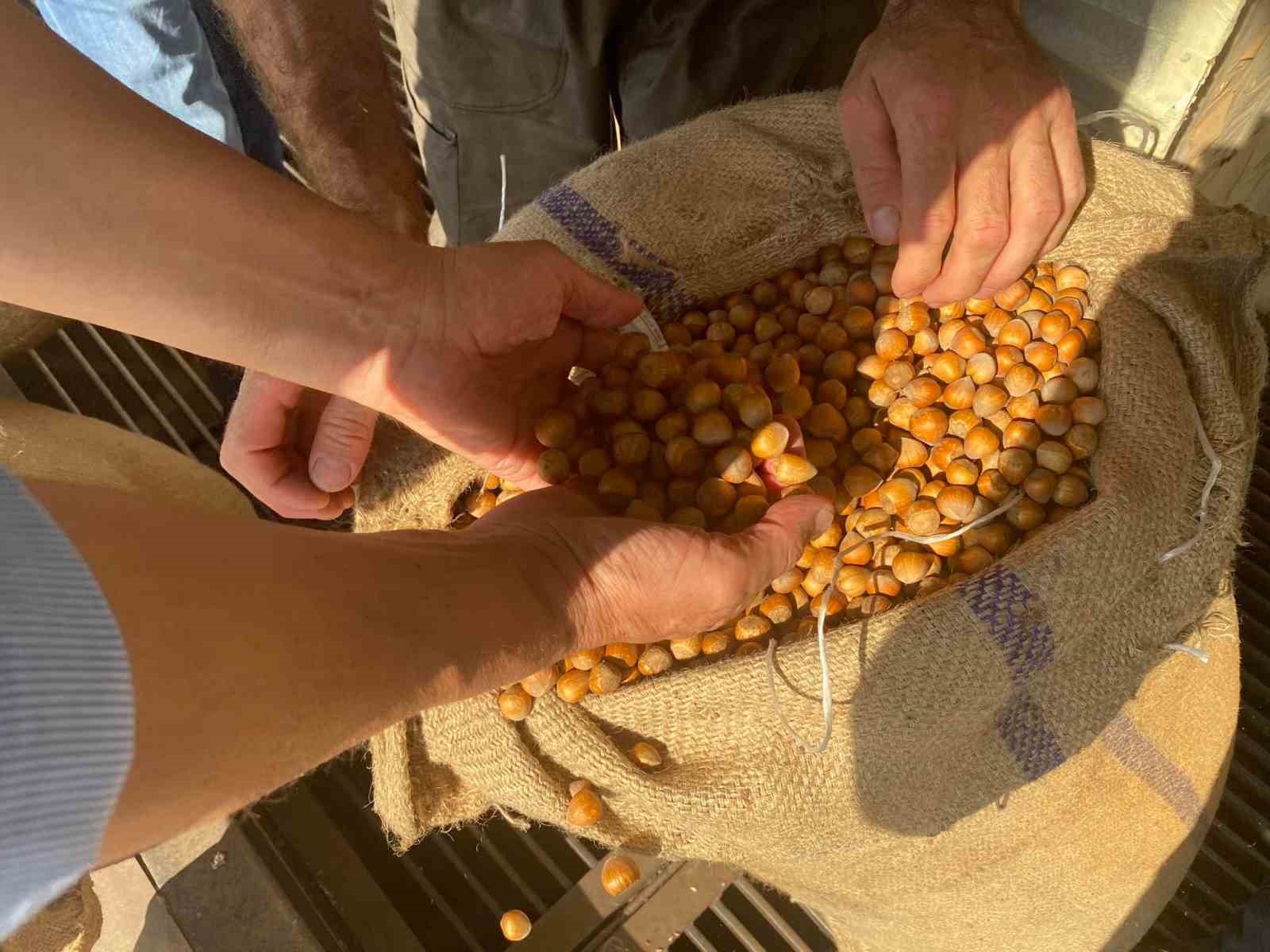 Giresun’da fındık fiyatını randıman belirliyor