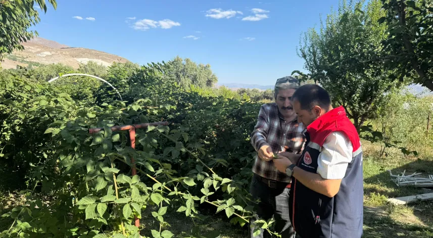 Büyük Çakırman köyündeki böğürtlen üretimi yerinde incelendi