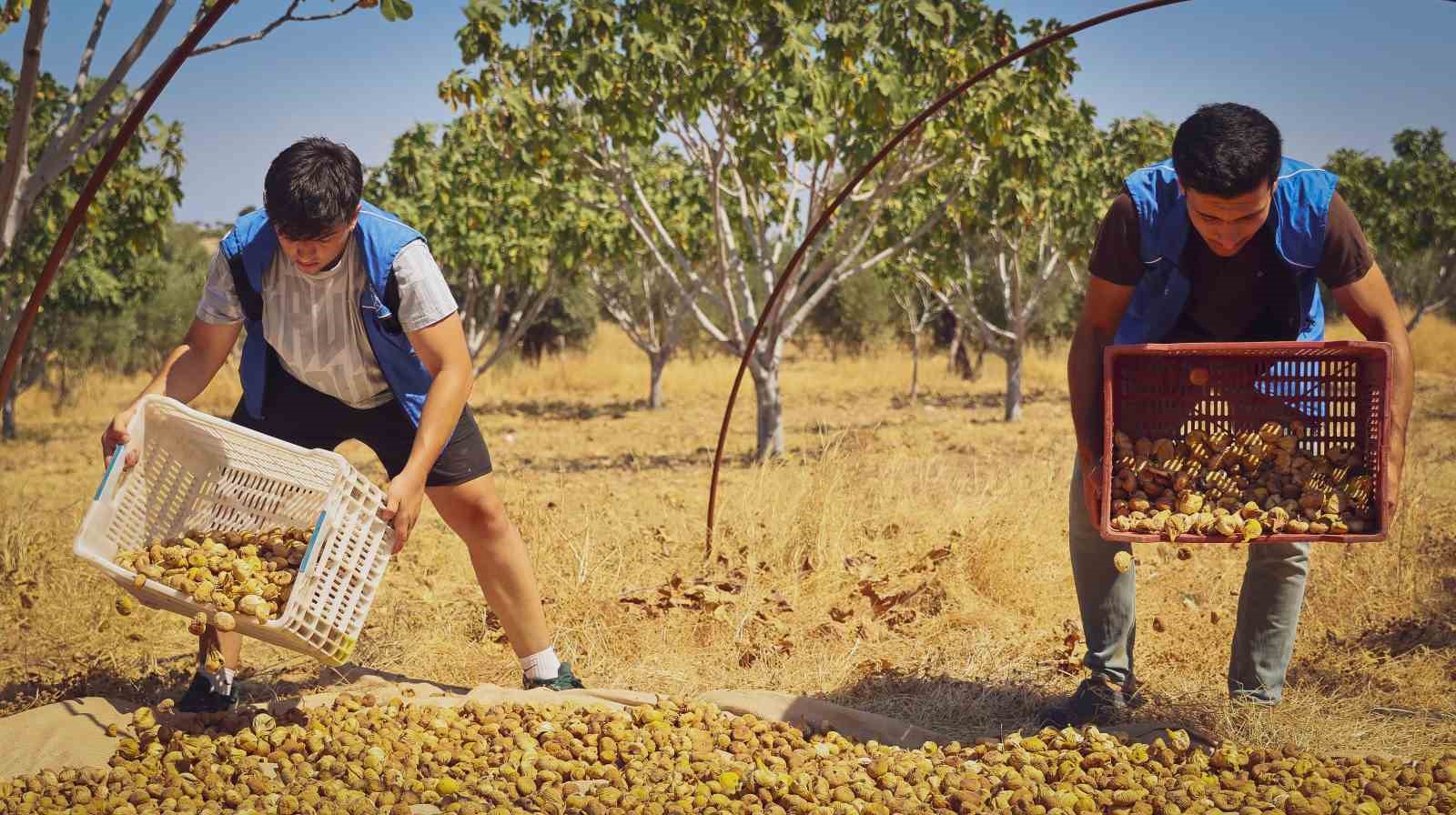 Gönüllü gençler incir üreticisinin alın terine ortak oldu
