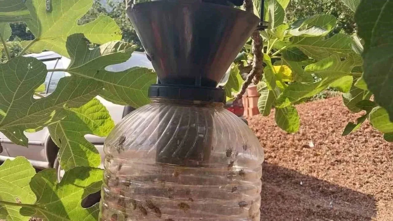 Çarşamba’da kahverengi kokarca mücadelesi sürüyor