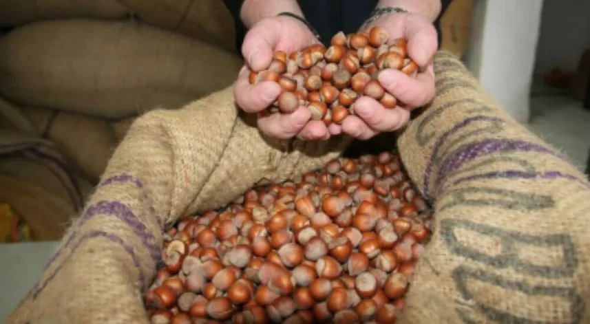 Ordu’da serbest piyasada fındık fiyatları 300 liraya ulaştı