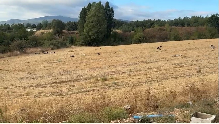 Çocuklar artık okula gidemez oldular