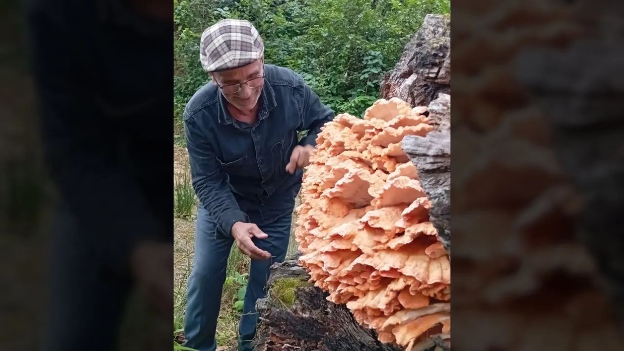 Rize’de ormanda gezintiye çıkan 3 arkadaş ağacın üzerinde kilolarca mantar buldu