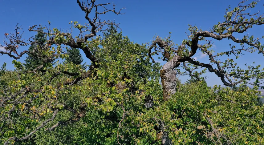 Kastamonu'da Türk fındığı ağaçları yüzlerce yıldır meyve veriyor