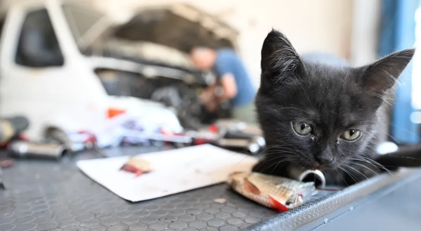 Tamire getirilen otomobilin motor kısmından çıkarılan kediyi usta sahiplendi