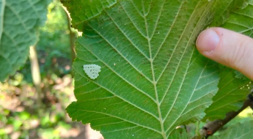 Samsun'da 1 milyonun üzerinde samuray arısı doğaya salındı