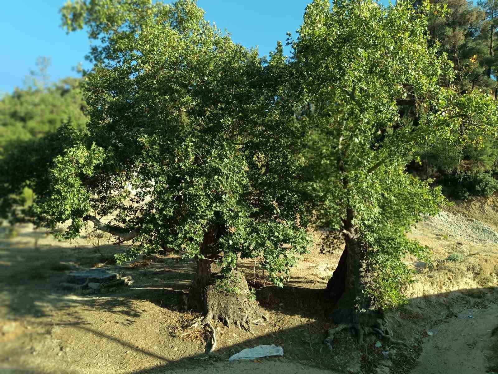 Asırlık çınar ağaçların koruma altına alınması isteniyor