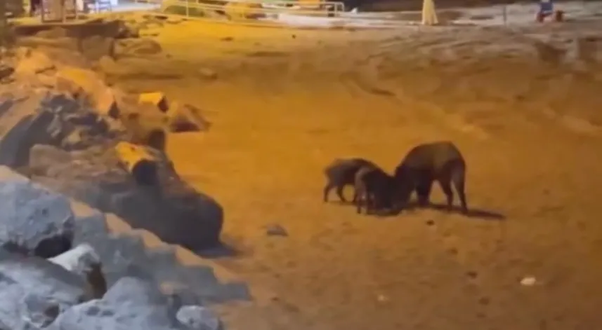 Yaban domuzları sahile indi