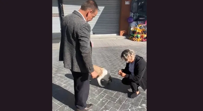 Halk otobüsü çalışanları, ayağını ezdikleri köpeği bulup mama verdi