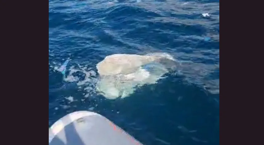 Amasra'da deniz yüzeyinde kirliliğe inceleme