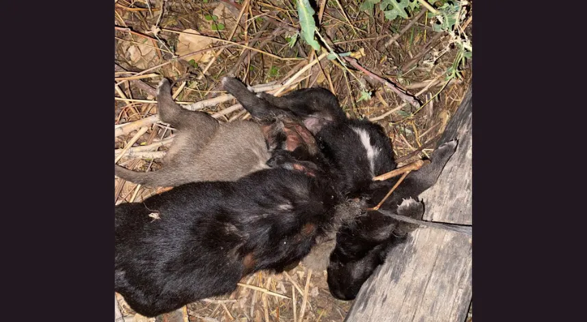 Tokat'ta vahşet; 3 yavru köpek birbirlerine iple bağlanarak boğulmuş halde bulundu