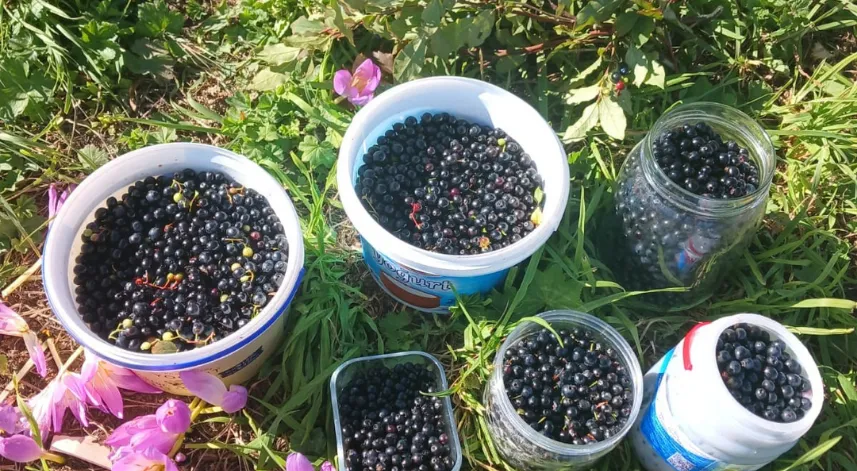 Şalpazarı yaylalarında yaban mersini bereketi