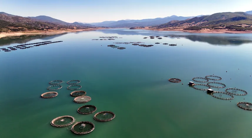 Almus Barajı’nda yetiştirilen alabalık ve somon balığı 5 ülkeye ihraç ediliyor